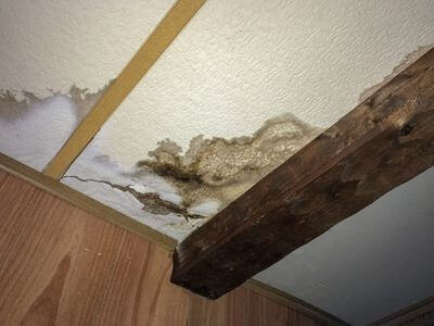 Professional mold damage repair services in Fort Lauderdale
